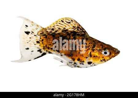 Dalmation Balloon Sailfin Molly Poecilia latipinna pesci acquario Foto Stock