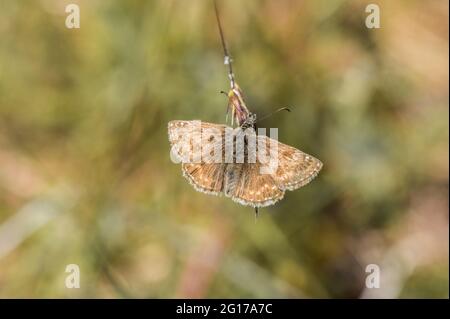 Farfalla di Skipper dingy a riposo Foto Stock