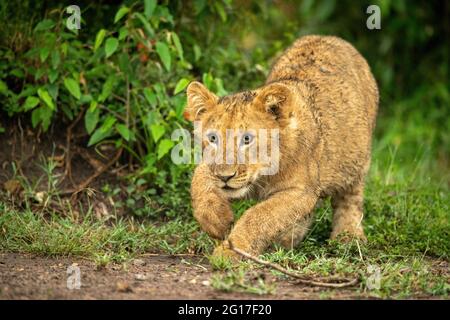 Leone cub si accovacciano pronti a saltare in avanti Foto Stock