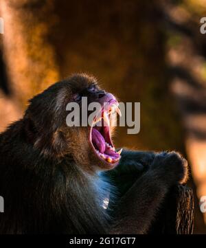 Monkey è un nome comune che può riferirsi a certi gruppi o specie di mammiferi simiani dell'infraordine Simiiformes. Foto Stock