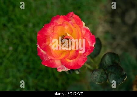 Una rosa tenue e gialla è una pianta di fiori perenni legnosi del genere Rosa, della famiglia delle Rosaceae, o il fiore ha molti colori Foto Stock