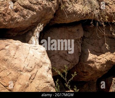 Un Bobcat si fonde con la roccia del deserto presso l'Arizona sonora Desert Museum vicino a Tucson. Foto Stock