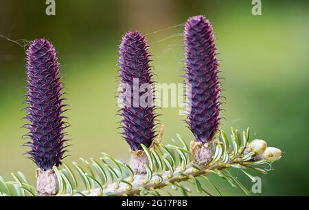 Giovane abete rosso porpora (specie abies) coni che crescono su ramo con abete, dettaglio closeup Foto Stock