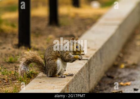 Profule di uno scoiattolo grigio orientale (Sciurus carolinensis) mangiare noci in Boston Common Foto Stock