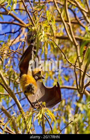 La madre e il pipistrello di Flying Fox a testa grigia in un albero di eucalipto di grandi e selvaggi rookery allo Yarra Bend Park vicino a Melbourne, Austalia Foto Stock