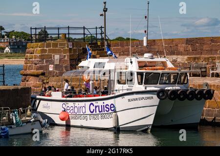 Seafari Explorer crociera barca con passeggeri che lasciano il porto di North Berwick il giorno d'estate, East Lothian, Scozia, Regno Unito Foto Stock