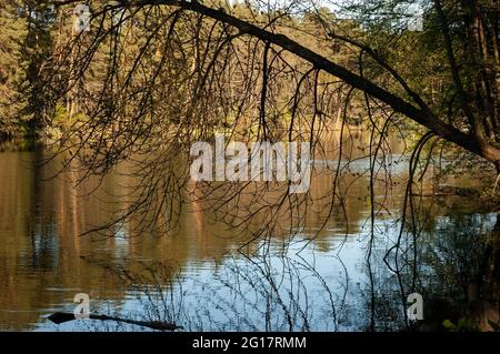 un lago nel bosco, un albero che pende sull'acqua e raggiunge per esso con i suoi rami Foto Stock