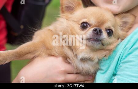 Piccolo cane Chihuahua, primo piano, nelle mani Foto Stock