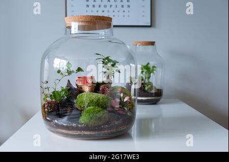 Piante in bottiglia di vetro chiusa. Vaso di terrario piccolo ecosistema.  L'umidità si condensa all'interno del vetro. Il processo di fotosintesi.  Goccioline Foto stock - Alamy