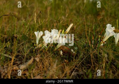 Il gruppo di fiori bianchi di campo Bindweed ha foglie quadrate con un margine poco profondo nella parte superiore che si alternano da uno a un altro e campo Bindweed Foto Stock