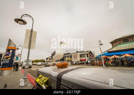 Un gabbiano californiano in piedi su un cestino con una ciambella Foto Stock