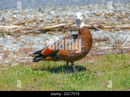 Paradiso femminile shelduck visto in Nuova Zelanda Foto Stock