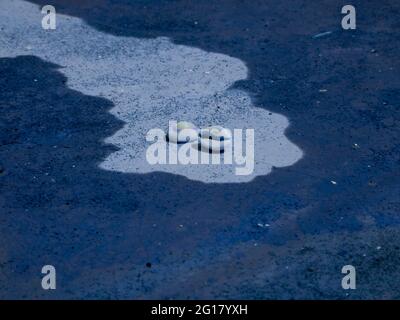 i dadi di seashell presentati sulla superficie dell'arte del contrassegno dell'acqua centrale Foto Stock