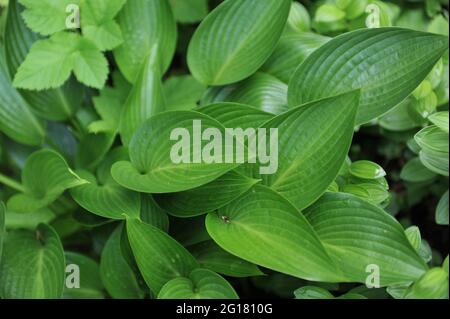 Lucida di medie dimensioni Hosta Devon Green in un giardino a maggio Foto Stock