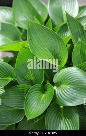 Lucida di medie dimensioni Hosta Devon Green cresce in un giardino nel mese di aprile Foto Stock