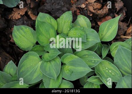 Verde con motivo giallo ha variegato Hosta Dinky Donna in una mostra a maggio Foto Stock