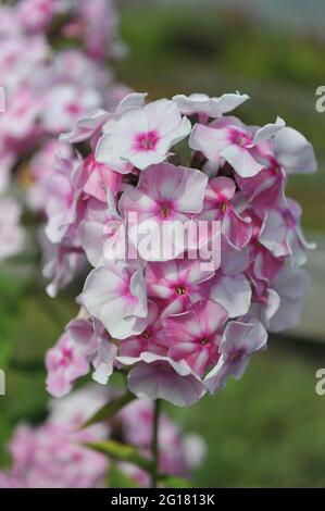 Phlox paniculata Abramtsevskoe Kruzhevo (Abramtsevo Lace) fiorisce in un giardino nel mese di luglio Foto Stock