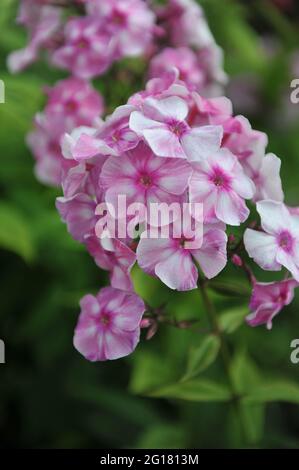 Phlox paniculata Abramtsevskoe Kruzhevo (Abramtsevo Lace) fiorisce in un giardino nel mese di luglio Foto Stock