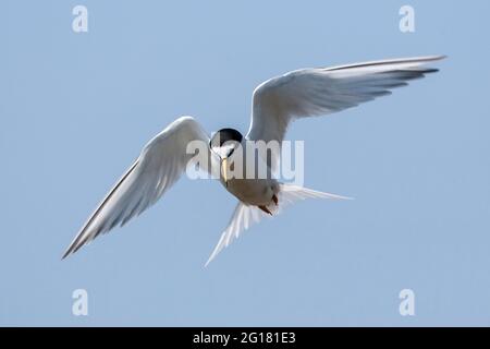 Piccola terna, Sterna albifrons o Sternula albifrons, singolo adulto in volo, pesca, Suffolk, Inghilterra, Regno Unito Foto Stock