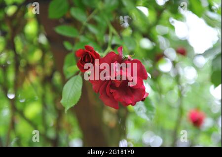 Rosso scuro Rosa di arrampicata del tè ibrido (Rosa) Crimson Conquest fiorisce su un pergolato di legno in un giardino nel mese di giugno Foto Stock