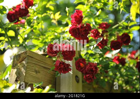 Rosso scuro Rosa di arrampicata del tè ibrido (Rosa) Crimson Conquest fiorisce su un pergolato di legno in un giardino nel mese di giugno Foto Stock