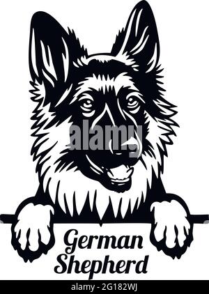 Cane da Pechino Pastore tedesco - testa isolata su bianco - stock vettoriale Illustrazione Vettoriale