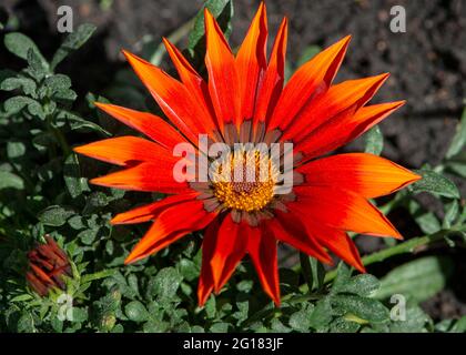 Primo piano di Red Gazania flower. Gazania rigens (Treasure Flower, African Daisy) vista dall'alto. Foto Stock