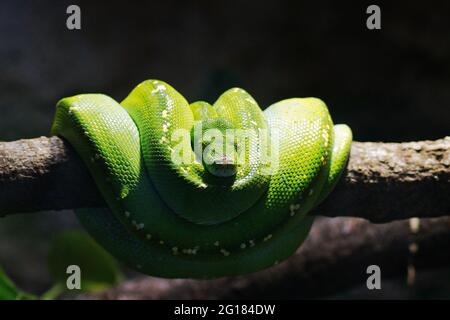 Un mamba verde (serpente) si trova arrotolato su un ramo. Lo sfondo è scuro. Foto Stock