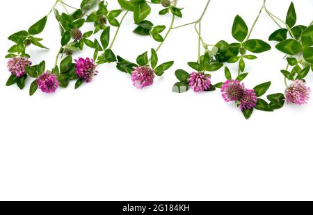 Fiori di trifoglio isolati su bianco, bordo alto di fiori e foglie e spazio di testo sotto, spazio di copia Foto Stock