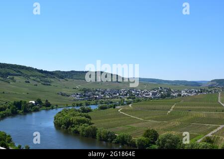 Vigneto paesaggio intorno a Trittenheim, Mosel Foto Stock
