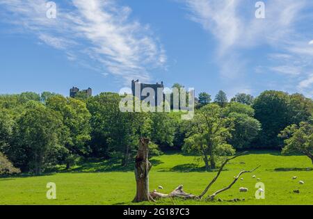 Una vista del Castello di Llansteffan su una vicina collina circondata da alberi Foto Stock