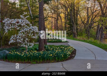 Marciapiede circondato da fiori primaverili e un albero in fiore bianco Foto Stock