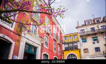 Tipiche case colorate di Alfama a Lisbona, in Portogallo e bougainvillea rosa fiorente. Primavera. Edifici gialli e rossi con porte verdi. Foto Stock