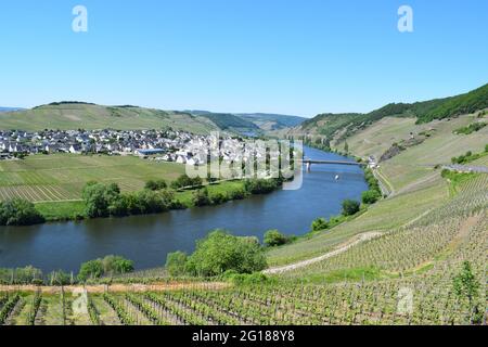 Vigneto paesaggio intorno a Trittenheim, Mosel Foto Stock