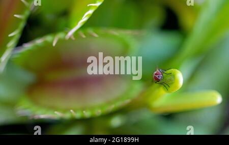 Un'immagine macro di una casa comune volare giocando un gioco pericoloso che si riposa su una pianta flytrap Venus Foto Stock