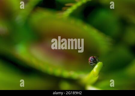 Immagine macro di una comune mosca di casa che si riposa su una pianta flytrap di Venere Foto Stock