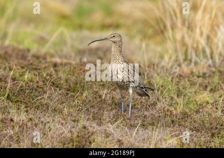 Primo piano di un ricciolo eurasiatico adulto in estate. Nome scientifico: Numenius Arquata. Rivolto in avanti e si trovava in un habitat naturale di brughiera durante il Th Foto Stock