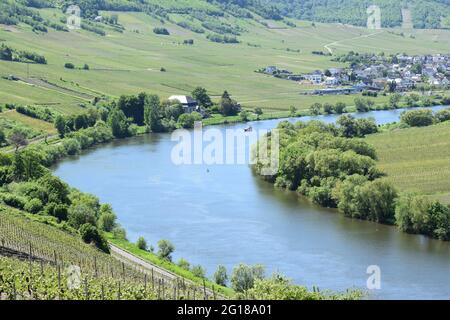 Vigneto paesaggio intorno a Trittenheim, Mosel Foto Stock