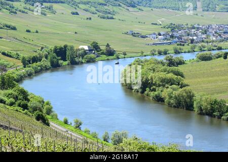 Vigneto paesaggio intorno a Trittenheim, Mosel Foto Stock