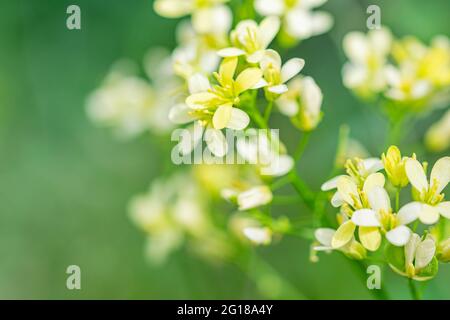 Una macro sfondo immagine di un giardino di fiori bianchi petali nelle foreste di Marbella, Spagna Foto Stock