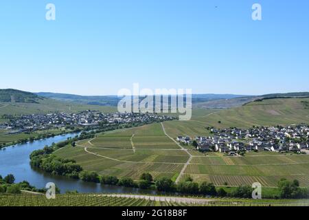 Vigneto paesaggio intorno a Trittenheim, Mosel Foto Stock