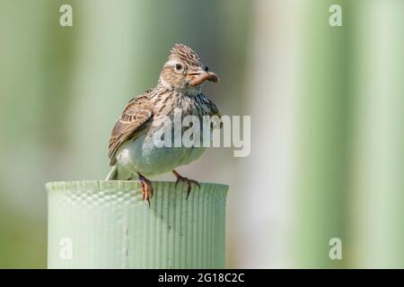 Skylark (Alauda arvensis) a Ury Riverside Park, Inverurie, Aberdeenshire, Scozia, Regno Unito Foto Stock