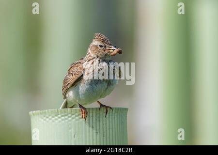 Skylark (Alauda arvensis) a Ury Riverside Park, Inverurie, Aberdeenshire, Scozia, Regno Unito Foto Stock