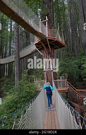 Una vista di una persona sulla Canopy Walk, un sistema di passerella attraverso il baldacchino di enormi alberi di sequoie negli alberi di Mystery attrazione a nord Foto Stock