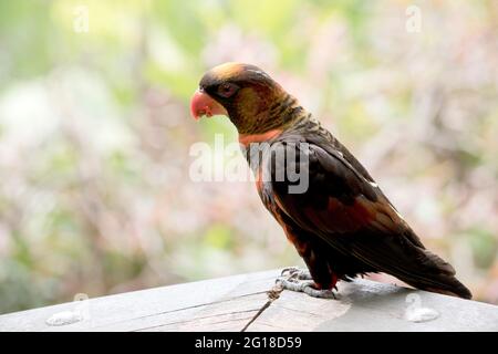 il sanguinoso lory è nero e arancione con un becco arancione Foto Stock