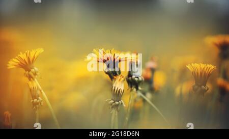 I fiori selvatici del dente di leone luminosi e belli crescono in un prato tra l'erba in una mistosa mattinata estiva. Natura. Foto Stock