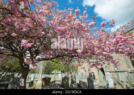 Fioritura dei ciliegi, Cattedrale di St. Machar, Aberdeen, Scozia Foto Stock