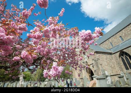 Fioritura dei ciliegi, Cattedrale di St. Machar, Aberdeen, Scozia Foto Stock