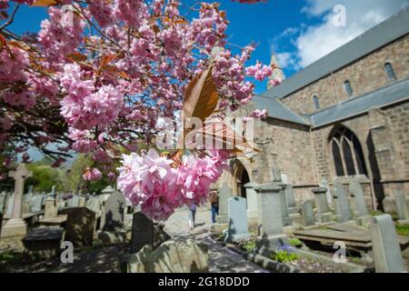 Fioritura dei ciliegi, Cattedrale di St. Machar, Aberdeen, Scozia Foto Stock