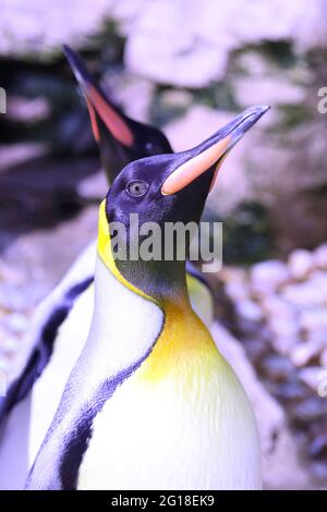 Königspinguin / Re pinguino / Atenodytes patagonicus Foto Stock